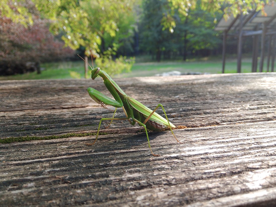 Il fascino della natura