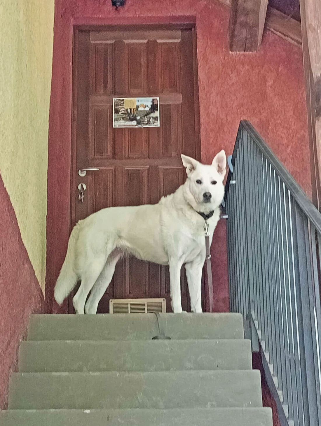 Pet friendly